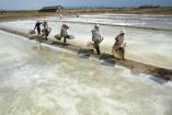 Salt Fields